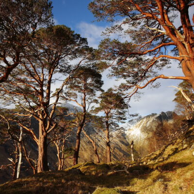 Caledonian Forest, Scotland