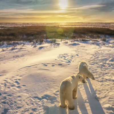 two polar bears in snow at sunset